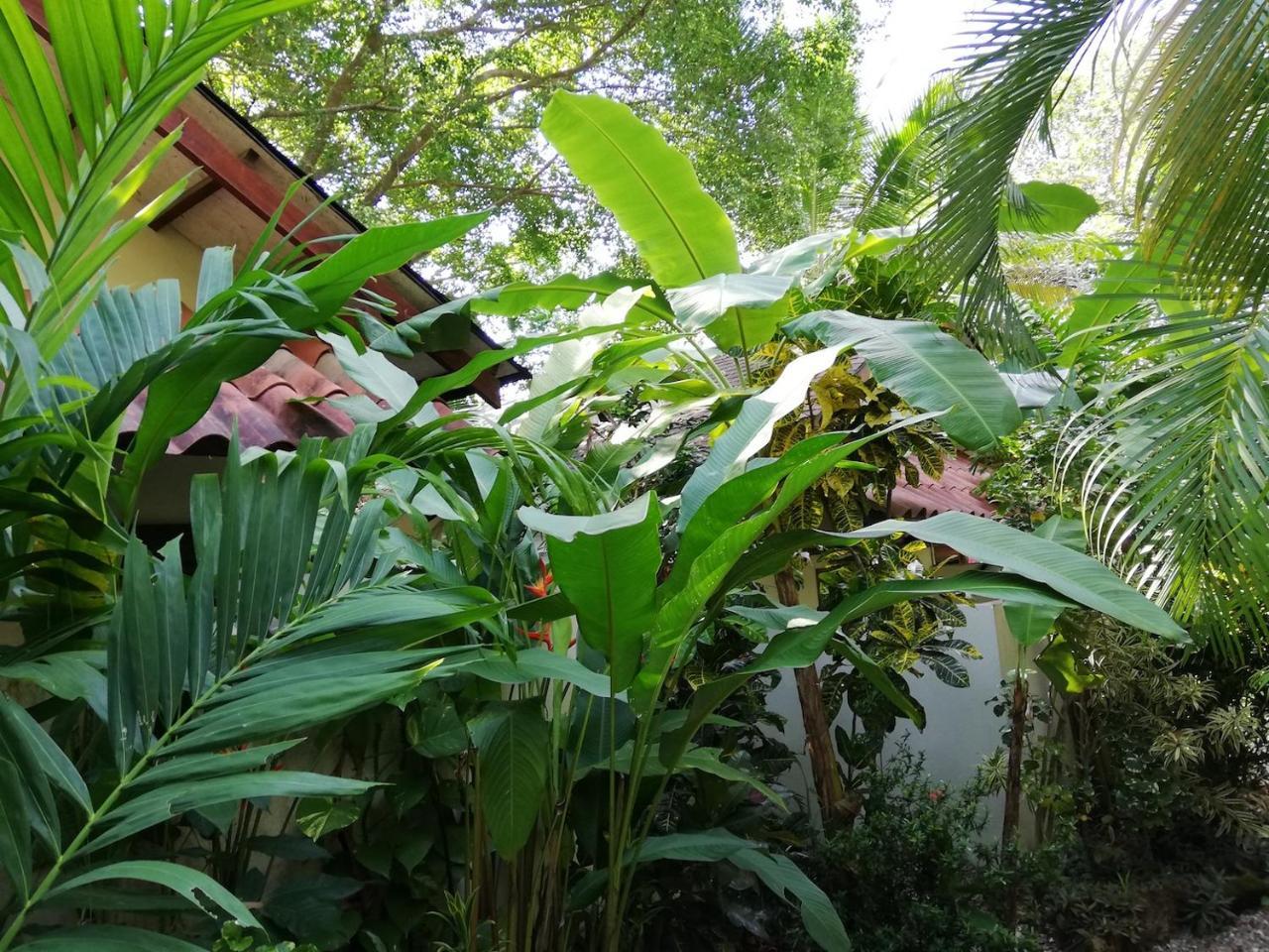Funky Monkey Lodge Playa Santa Teresa  Экстерьер фото